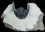 Enrolled Cornuproetus Trilobite #6916-1